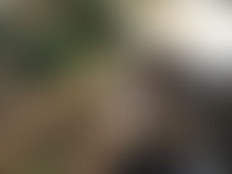 Un taronger molt polivalent !