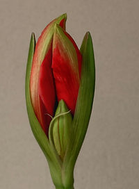  Ameryllis