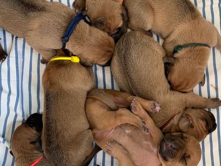 Valpebilder 04.05 & 05.05