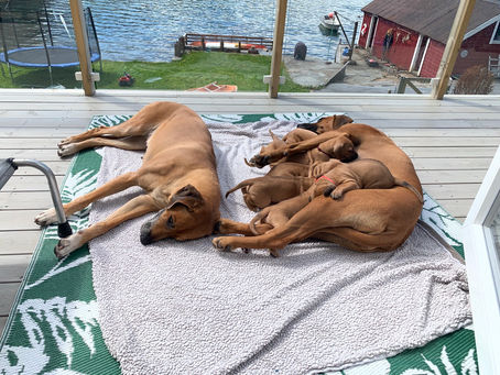 Noen bilder fra dagen ☀️