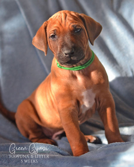 B-kullet er 5 uker i dag