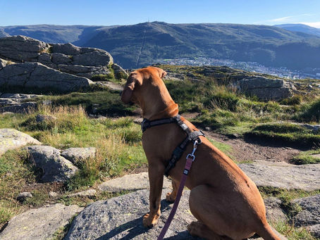 Bildedryss fra valpenes liv