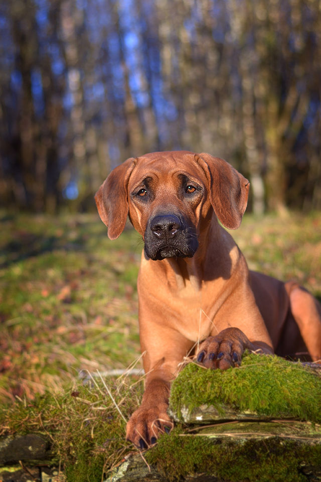 Ndoki Heading North Hawa, Rhodesian Ridgeback valper 2019