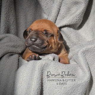 Hawuna-B-litter-6-dager8.jpg