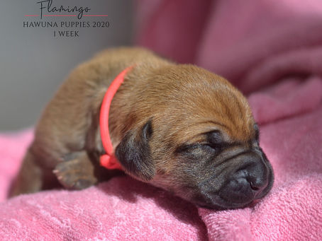 Portrettbilder av valpene - 1 uke gamle