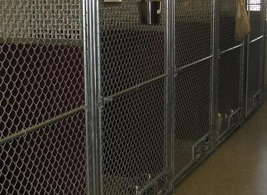 Gibson S Natural Pet Resort Lodging Grafton Ma 01519