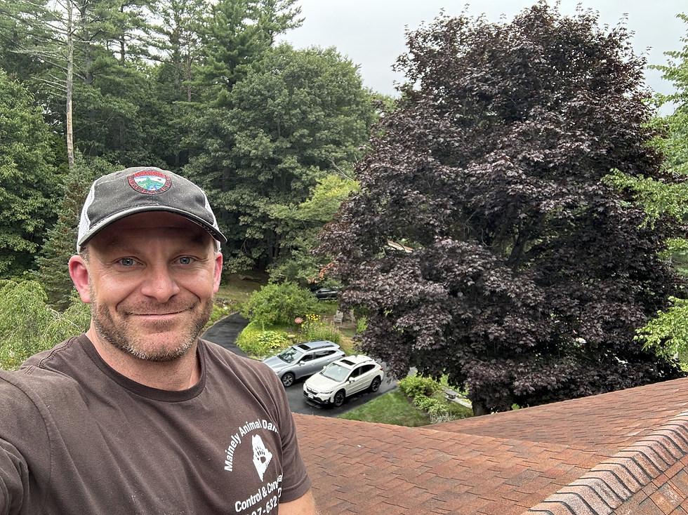 Maine Home Roof Animal Inspection