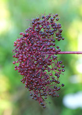 Photography by Lisa Kruss