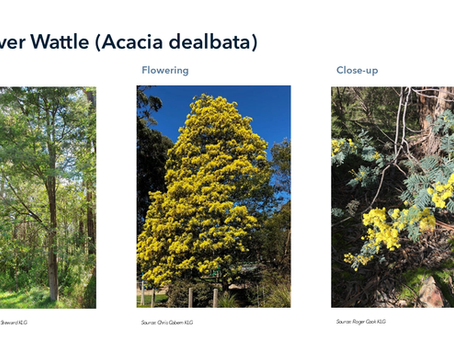 Plant Selection - Silver Wattle (Acacia dealbata)