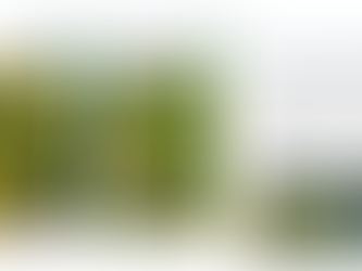 Plant Selection - Silky Golden Tip (Goodia pubescens)