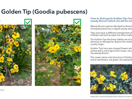 Plant Selection - Silky Golden Tip (Goodia pubescens)