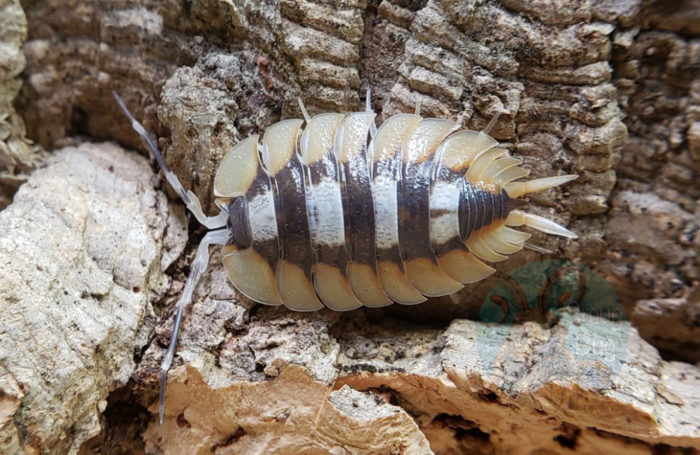 The Orange Mutation in Different Isopod Species