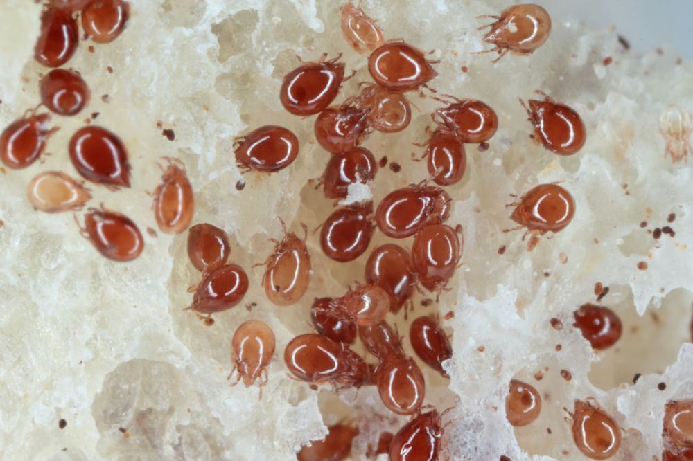 Mites in Isopod Setups