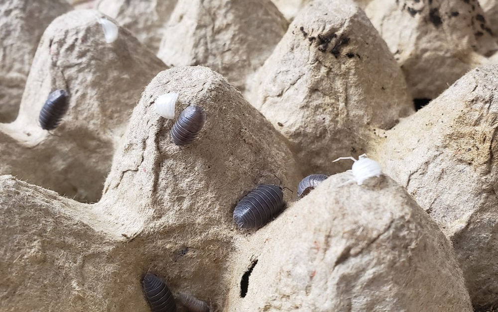Isopods, Humidity, and Moisture