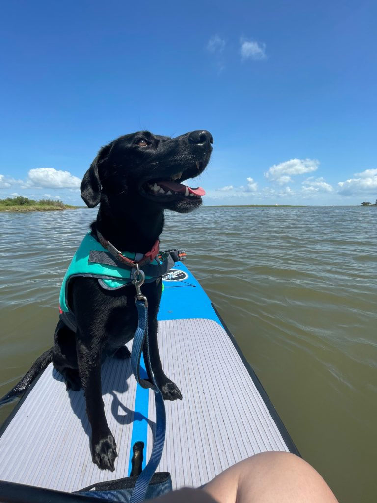 A dog smiles from the end of a paddle board.