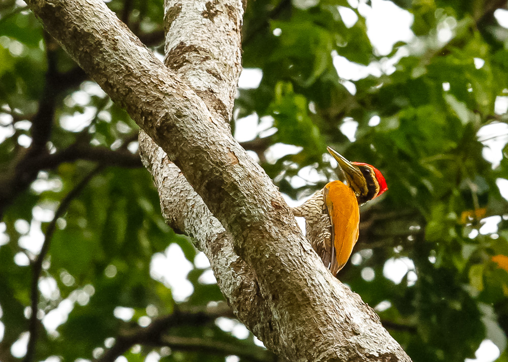 Male Javan Flameback