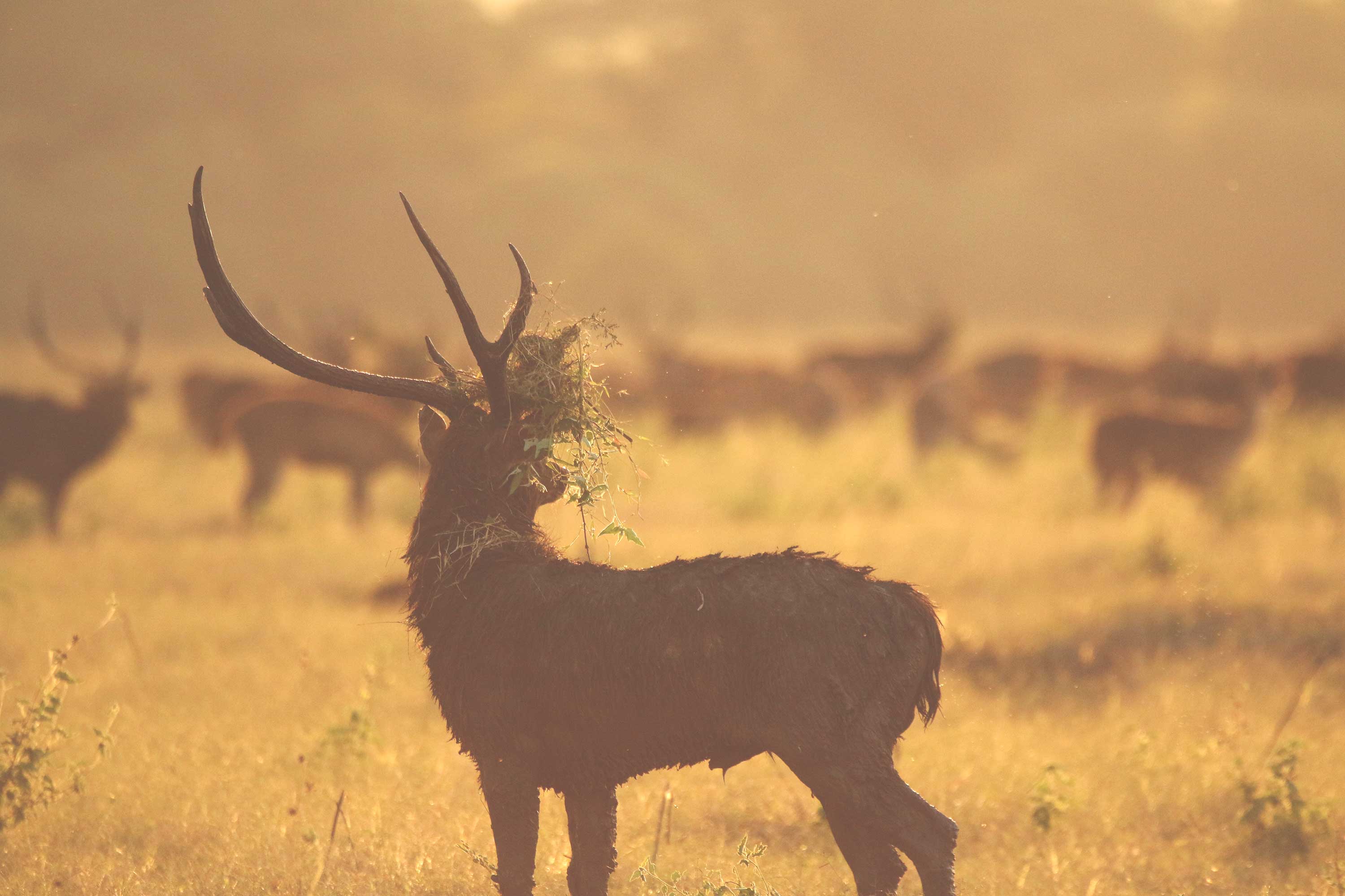 Baluran National Park