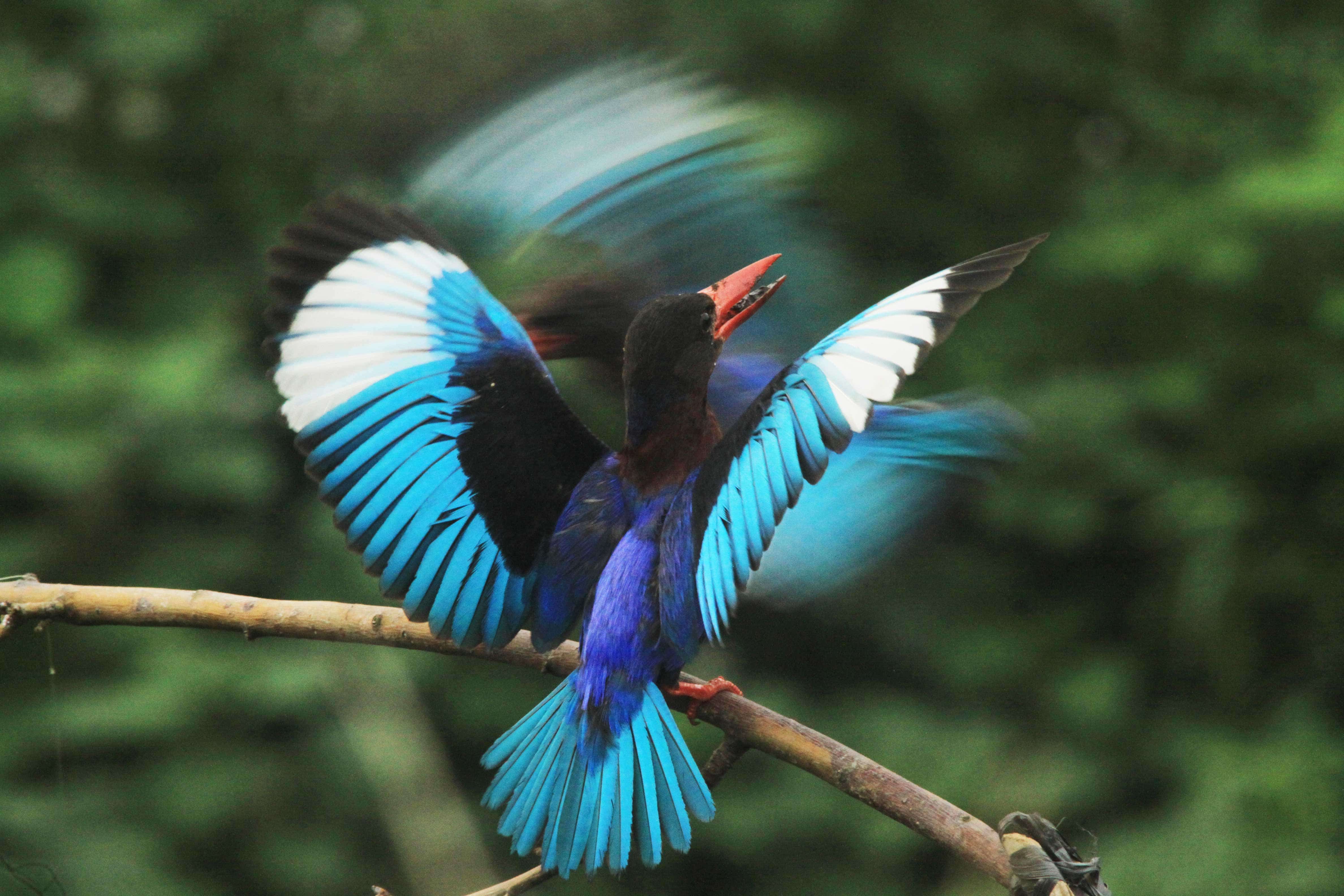 Javan Kingfisher