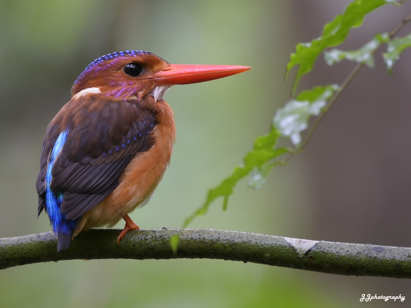 Sulawesi dwarf kingfisher