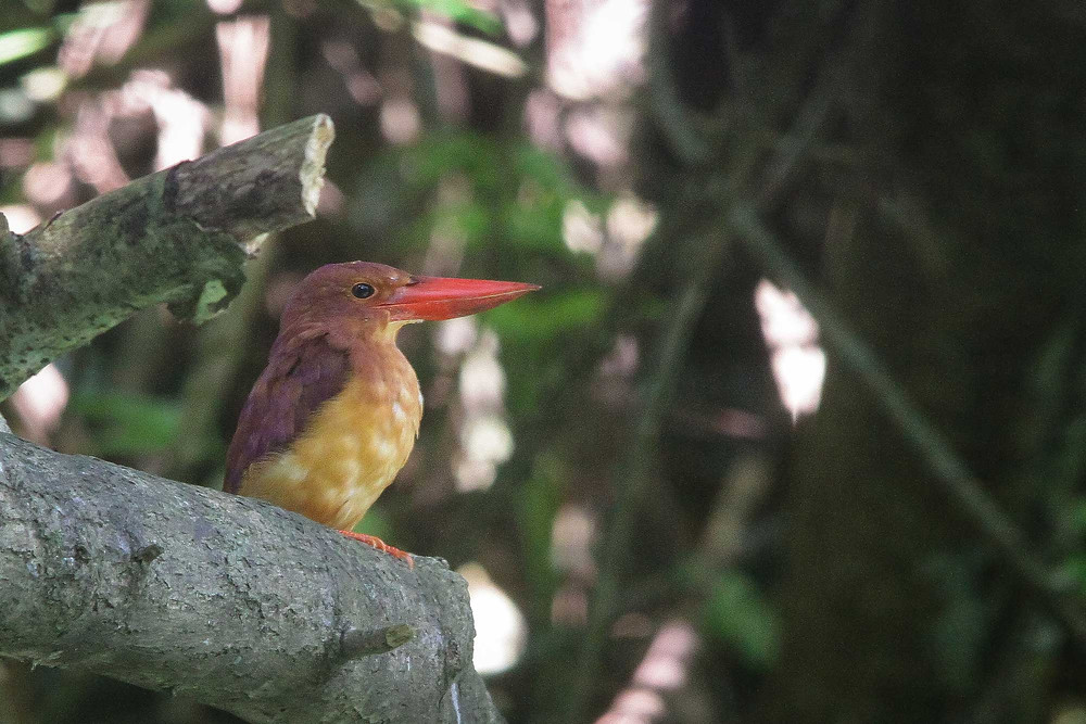 Ruddy Kingfisher from south Malang, East Java