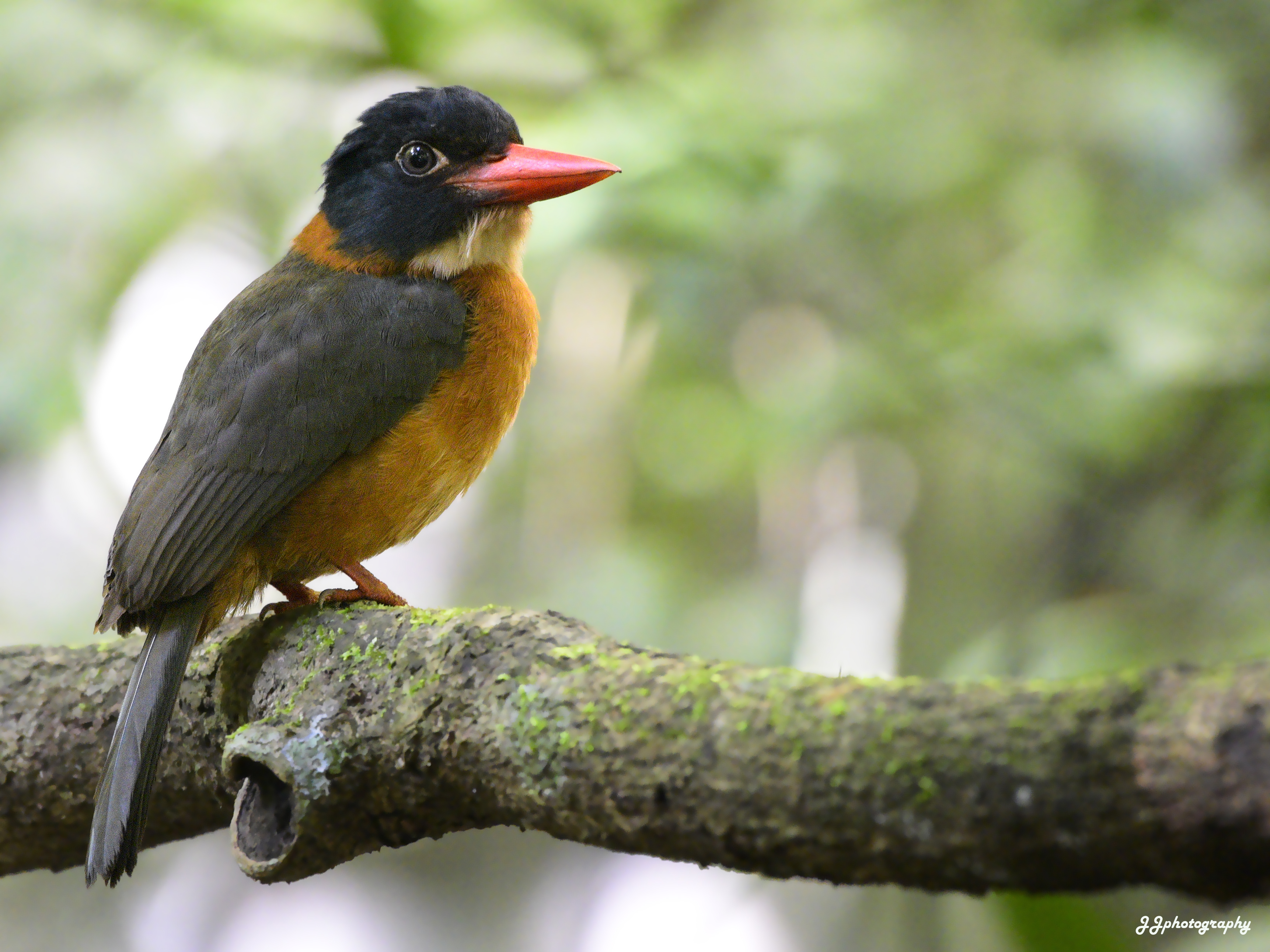 Black-headed Kingfisher (Actenoides capucinus)