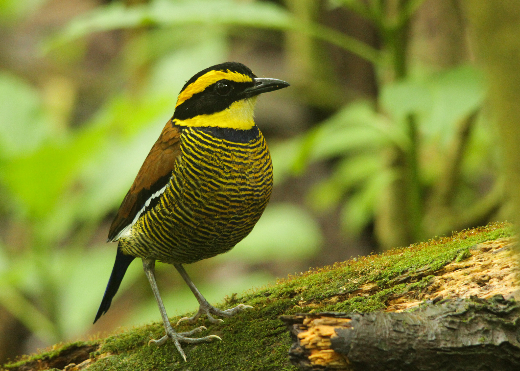 Javan Banded Pitta