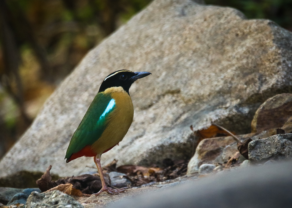 Elegant Pitta