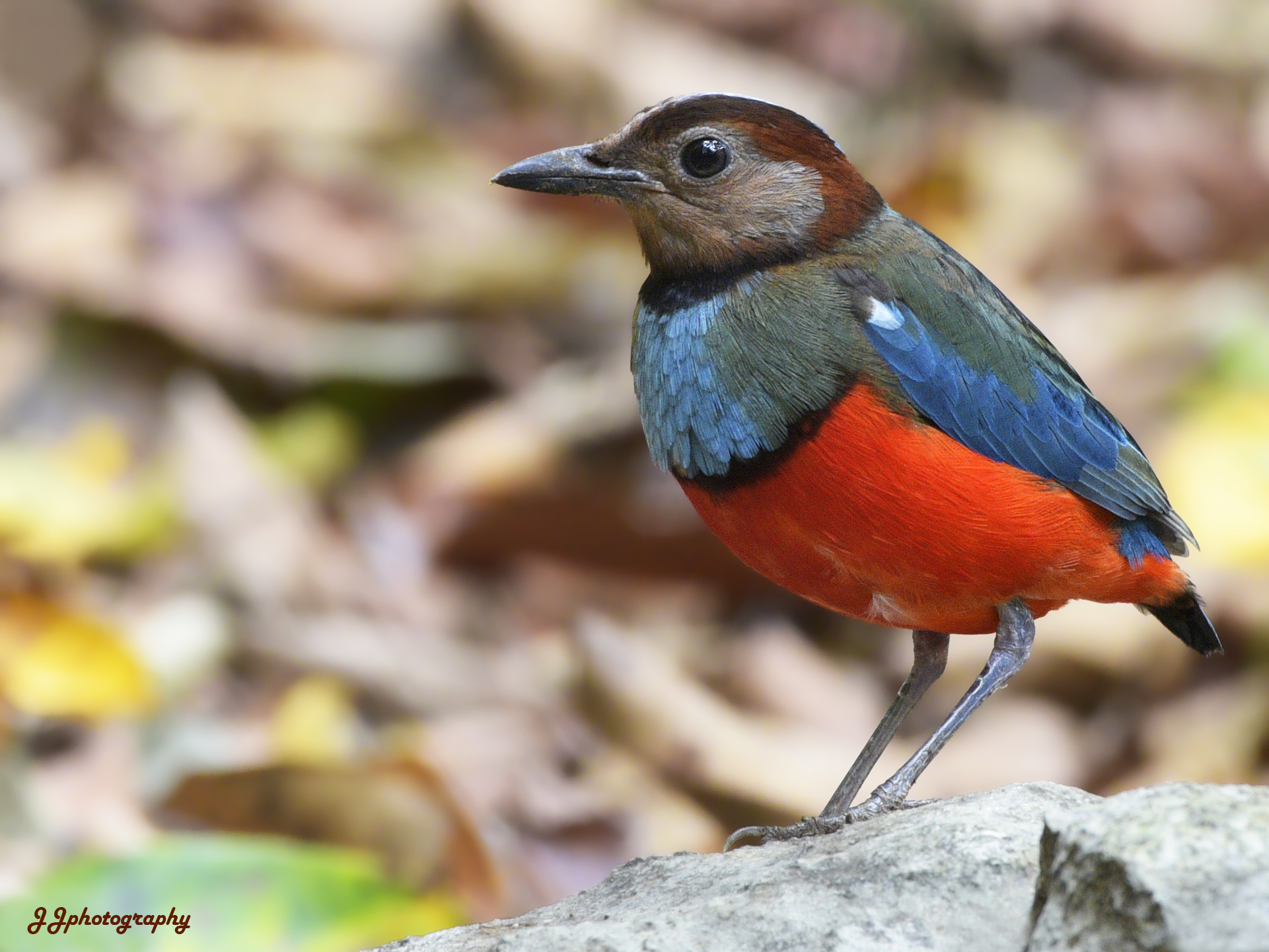 Sulawesi pitta