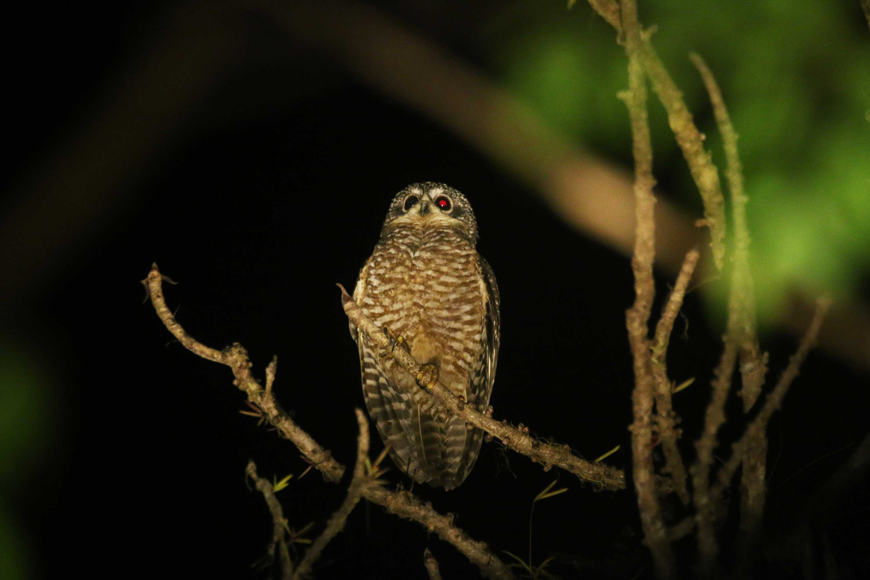 Greater Sumba Boobook