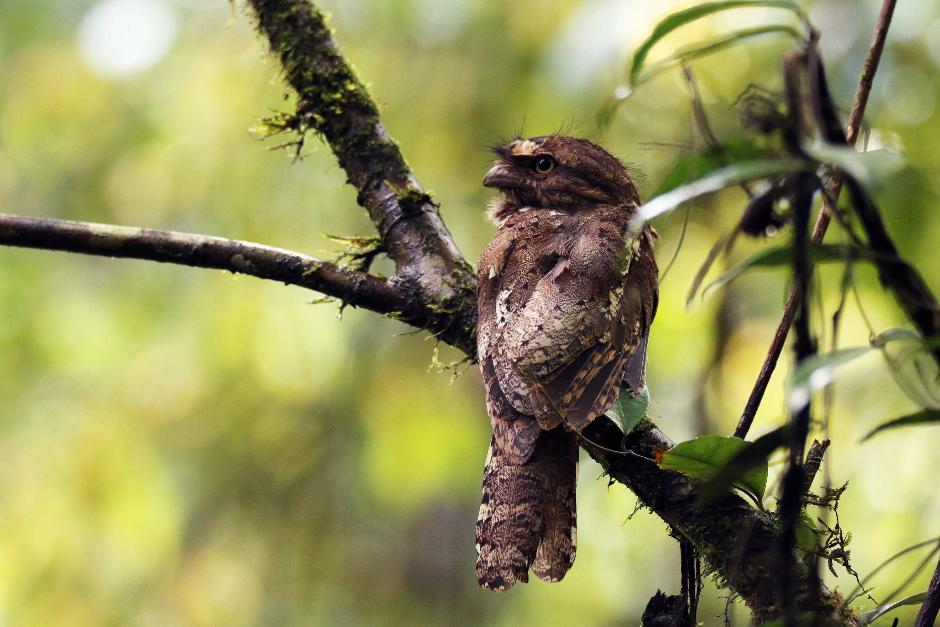 Javan Frogmouth