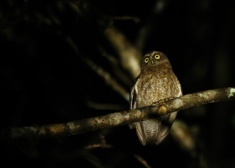 Little Sumba Boobook