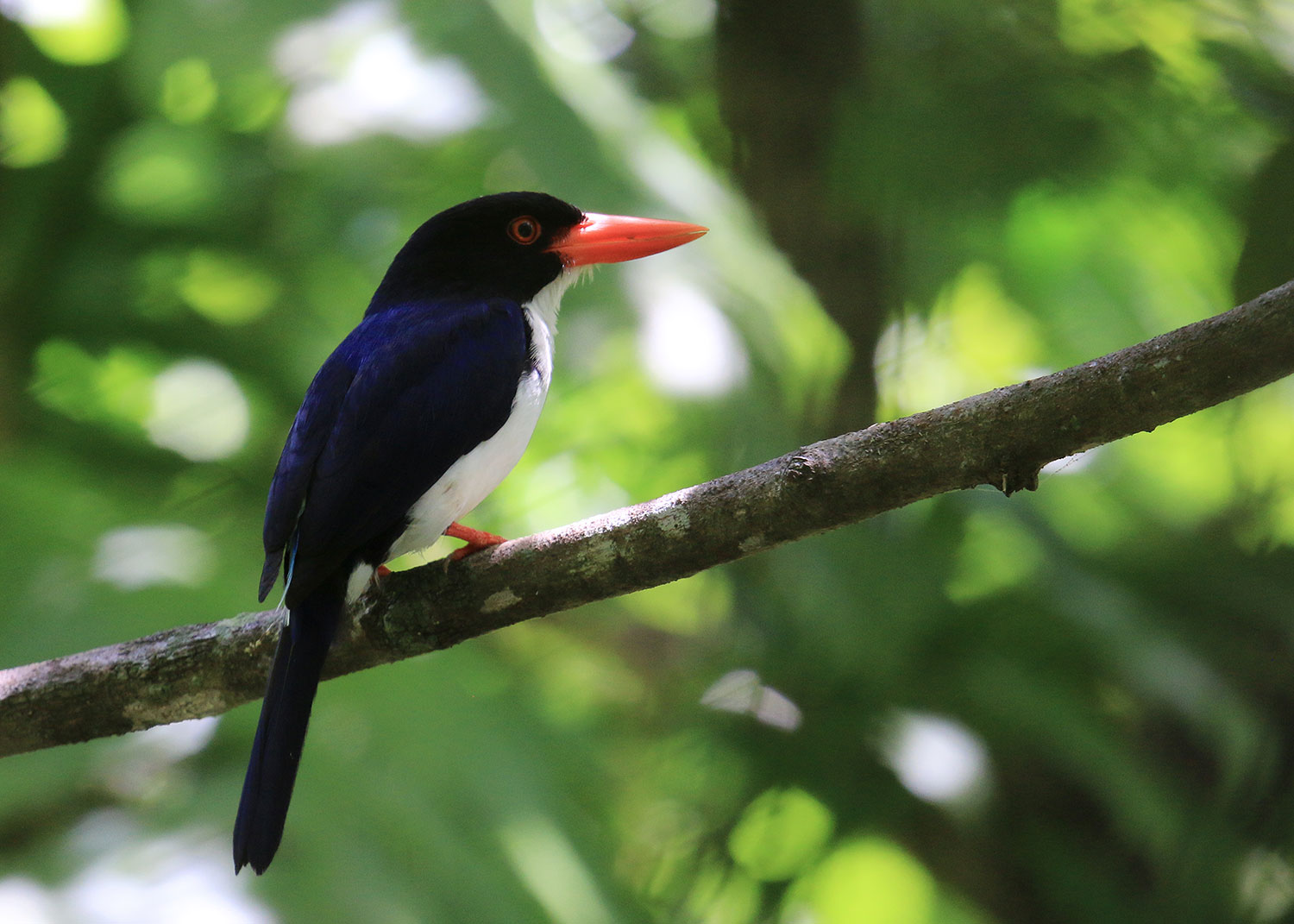 Glittering Kingfisher