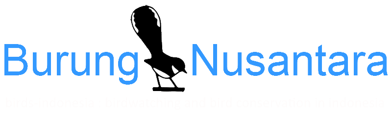 BuNu-header_white-subtext.gif