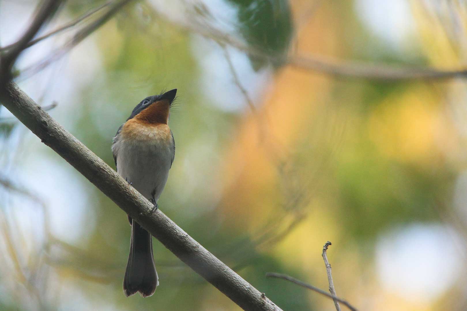 Trip Report Of 3 Days Birding In Sumba October 2018