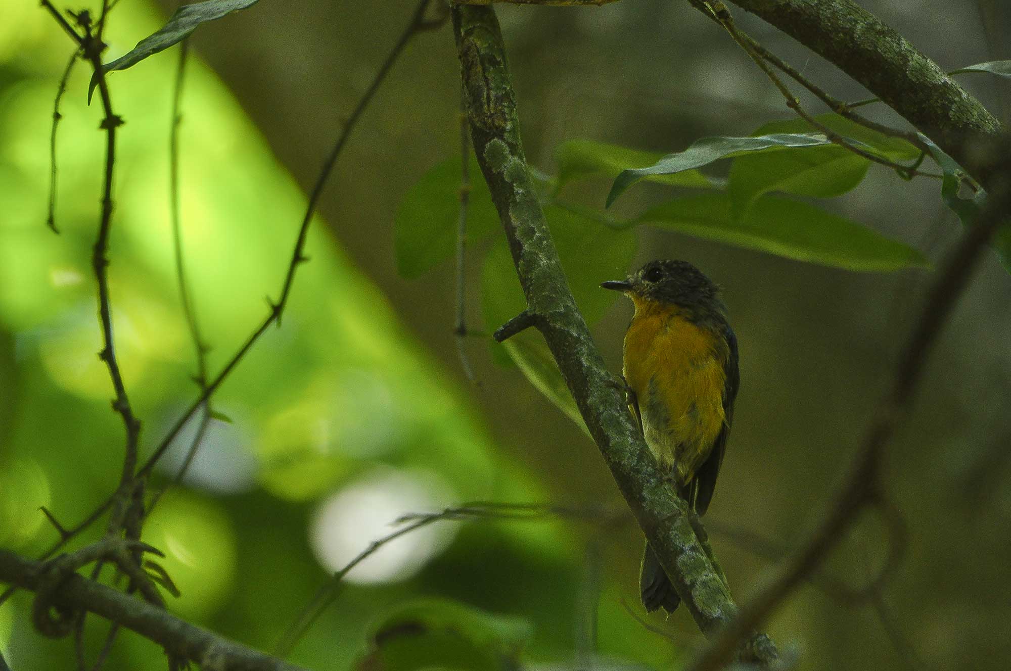 4 Days Birding Tours In Bali And East Java