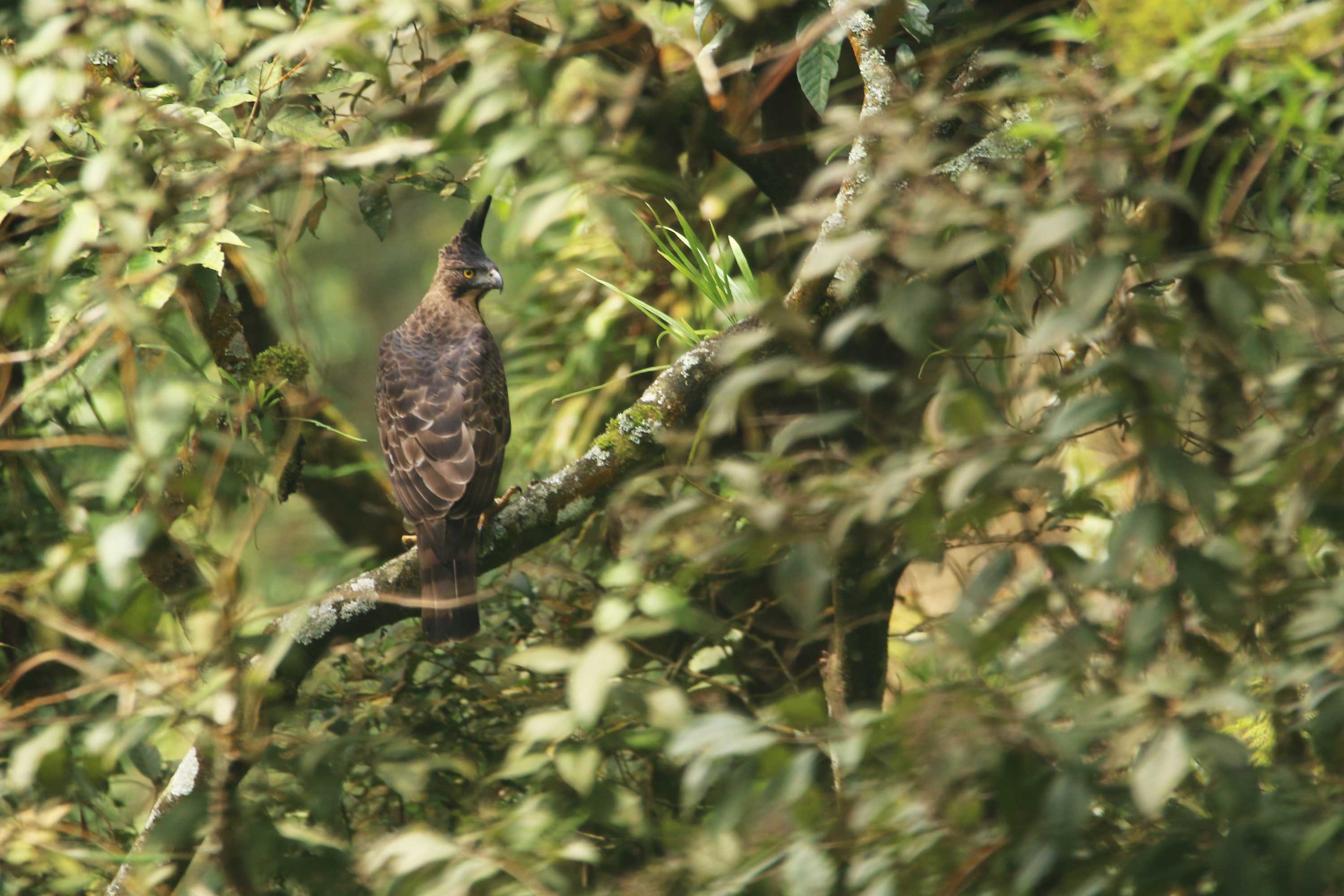 Javan Hawk-eagle
