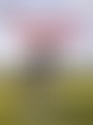 Brindle Bull Terriers and Bull Terriers: A Loyal and Playful Companion