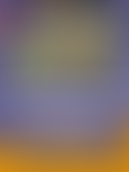 Bull Terrier Puppies from Boss Bull: English Bull Terriers