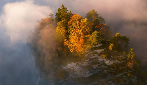 Trees in light.jpg