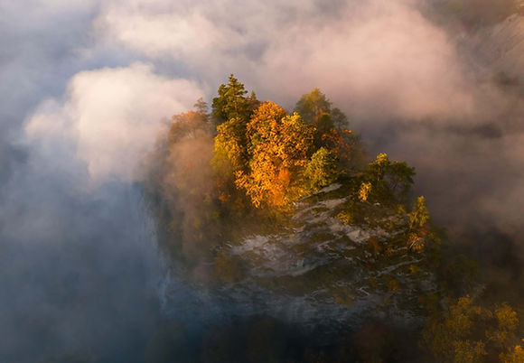 Trees in light.jpg