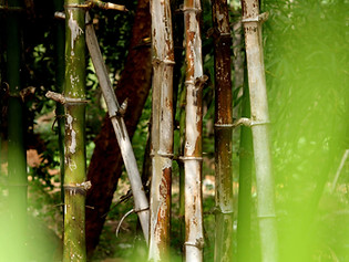 Bamboo forest.jpg