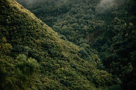 Forest landscape.jpg