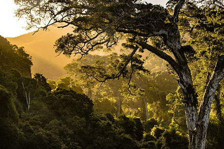 East Africa Forest.png