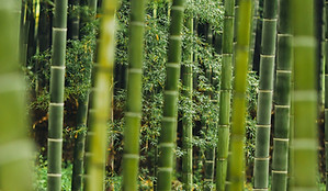 Bamboo forest.jpg