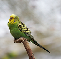 Tierkommunikation vermisste Tiere
