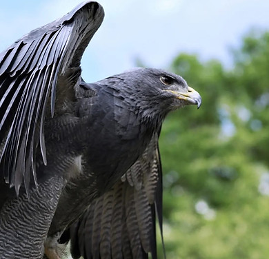 Blauadler