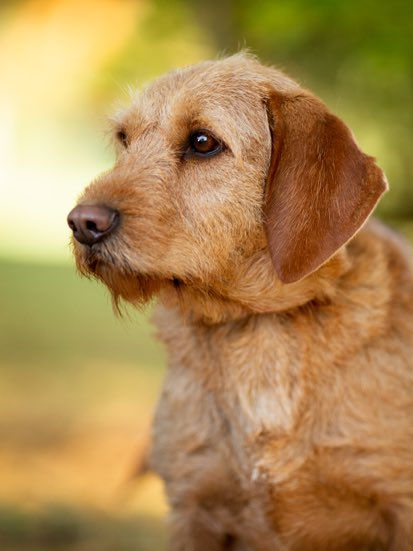 Olive-1.jpg