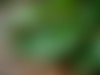 Unlocking the Miraculous Benefits of Moringa for Your Health and Wellbeing