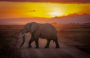 Elephant walking across the landscape at sunset in Amboseli National Park, Kenya