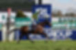 Winner flat and NH horse Cheltenham Aintree Group race